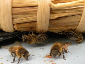 4 sweet bees