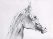 Painting and Drawing the Horse with Alex Jacob -Whitworth at Greystoke Cycle Cafe