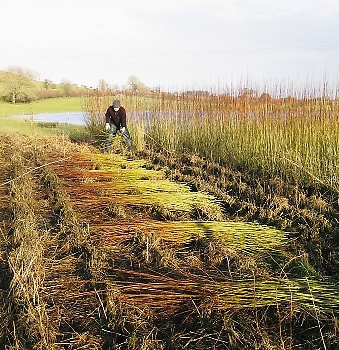 When not teaching or making willow baskets, Phil spends much time managing or harvesting his organic willow beds near Cockermouth 
