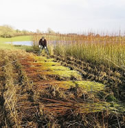 When not teaching or making willow baskets, Phil spends much time managing or harvesting his organic willow beds near Cockermouth