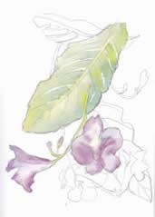 Botanical Painting in the Style of Charles Rennie Mackintosh- with Colin Swinton