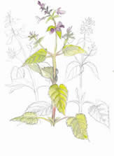 Botanical Painting in the Style of Charles Rennie Mackintosh- with Colin Swinton