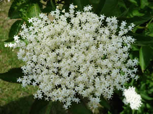 Elderflower Extravaganza with Fiona Barratt at Greystoke Cycle Cafe