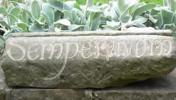 Stone Carving Workshop with Pip Hall at Greystoke Cycle Cafe