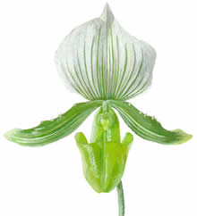 Simon Williams SBA Botanical and Wildlife Illustration 
