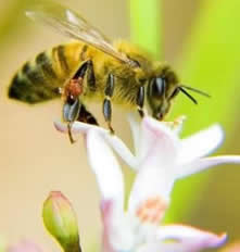 Beekeeping for Beginners with Neil Cruickshank - 16 hrs weekend course 