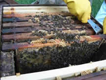 Beekeeping for Beginners with Neil Cruickshank - 16 hrs weekend course
