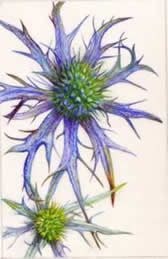 Painting on Vellum  - with Colin Swinton