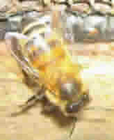 Beekeeping for Beginners with Neil Cruickshank - 16 hrs weekend course