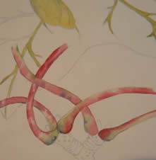 Botanical Painting in the Style of Charles Rennie Mackintosh- with Colin Swinton