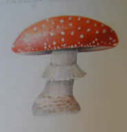 Illustration in Nature with Simon WIlliams 