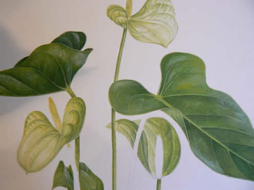 A Botanical Watercolour and Gouache original by SImon Williams SBA  who will be visiting Greystoke twice during 2012