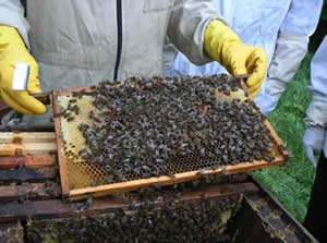 Beekeeping for Beginners with Neil Cruickshank - 16 hrs weekend course