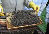 Beekeeping for Beginners with Neil Cruickshank - 16 hrs weekend course at Greystoke Cycle Cafe