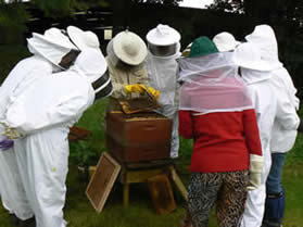 Beekeeping for Beginners with Neil Cruickshank - 16 hrs weekend course
