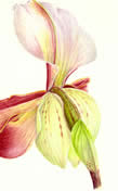 A Botanical Watercolour and Gouache original by Simon Williams SBA  at Greystoke Cycle Cafe