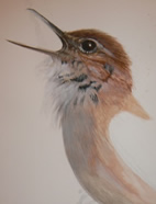 Wildlife Illustration with Simon Williams at Greystoke Cycle Cafe