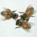 trio_bees (2)