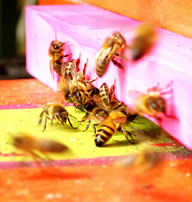 young b.bees